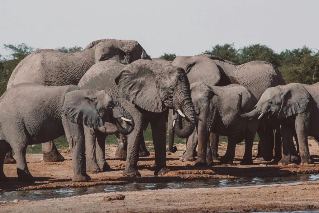 A herd of African elephants at a waterhole in Namibia's wilderness.
